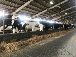 Property photo 16 - OHIO DAIRY AUCTION - 193+/- ACRES IN 4 TRACTS IN PUTNAM COUNTY, OHIO