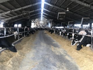 Property photo 24 - OHIO DAIRY AUCTION - 193+/- ACRES IN 4 TRACTS IN PUTNAM COUNTY, OHIO