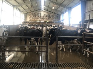 Property photo 28 - OHIO DAIRY AUCTION - 193+/- ACRES IN 4 TRACTS IN PUTNAM COUNTY, OHIO