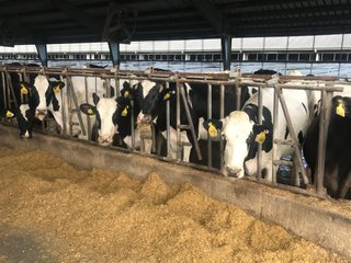 Property photo 25 - OHIO DAIRY AUCTION - 193+/- ACRES IN 4 TRACTS IN PUTNAM COUNTY, OHIO