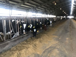Property photo 26 - OHIO DAIRY AUCTION - 193+/- ACRES IN 4 TRACTS IN PUTNAM COUNTY, OHIO