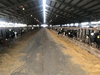 Property photo 21 - OHIO DAIRY AUCTION - 193+/- ACRES IN 4 TRACTS IN PUTNAM COUNTY, OHIO