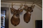 Property photo 293 - MAJOR ESTATE AUCTION IN ALLEN COUNTY, INDIANA