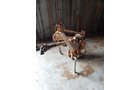 Property photo 28 - FARM EQUIPMENT AUCTION IN OTTAWA COUNTY, OHIO