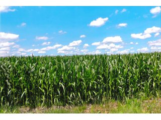 Property photo 1 - Prime Farm Land