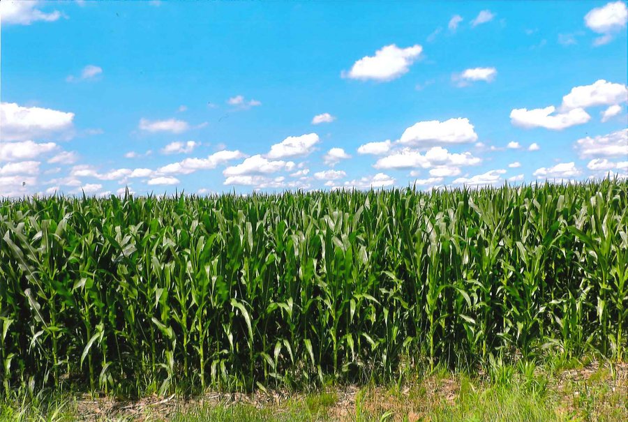 For sale: Prime Farm Land - Francesville, Indiana