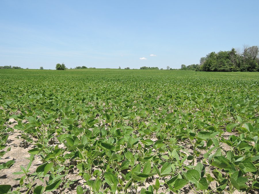 For sale: 106+/- Total Acres, with Home - Albany, IN