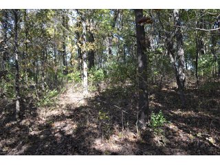 Property photo 5 - 83.2 ACRES - CROPLAND, HUNTING/RECREATIONAL & POTENTIAL BUILDING SITES