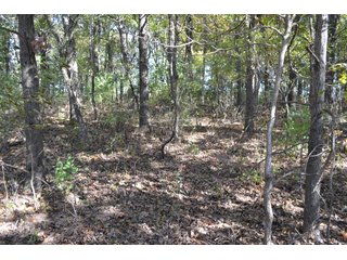 Property photo 4 - 83.2 ACRES - CROPLAND, HUNTING/RECREATIONAL & POTENTIAL BUILDING SITES