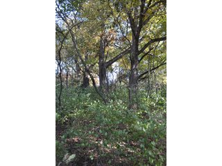 <B>Type of Farm:</b> Cropland, Hunting/Recreational & Potential Building Sites<BR>
<B>PROPERTY COMMENTS:</B> This property offers a tremendous amount. It has productive tillable land, road frontage around the entire property, a number of potential beautiful homesites, woods for hunting and recreation with loads of deer activity and a scenic old windmill with well to boot. The property is about 1/2 mile south of Willow Slough. Sellers will consider divisions of the property.<BR>
<B>Section:</b> 24 T, 29 N, R 10 W 
<B>Owner:</b> Garry V. & Larry D. Robinson
<B>Possession:</b> Upon closing. 
<B>School District:</b> North Newton School Corporation 
<B>Elec. Source:</b> Newton County REMC  - 83.2 ACRES - CROPLAND, HUNTING/RECREATIONAL & POTENTIAL BUILDING SITES