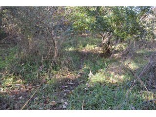 <B>Type of Farm:</b> Cropland, Hunting/Recreational & Potential Building Sites<BR>
<B>PROPERTY COMMENTS:</B> This property offers a tremendous amount. It has productive tillable land, road frontage around the entire property, a number of potential beautiful homesites, woods for hunting and recreation with loads of deer activity and a scenic old windmill with well to boot. The property is about 1/2 mile south of Willow Slough. Sellers will consider divisions of the property.<BR>
<B>Section:</b> 24 T, 29 N, R 10 W 
<B>Owner:</b> Garry V. & Larry D. Robinson
<B>Possession:</b> Upon closing. 
<B>School District:</b> North Newton School Corporation 
<B>Elec. Source:</b> Newton County REMC  - 83.2 ACRES - CROPLAND, HUNTING/RECREATIONAL & POTENTIAL BUILDING SITES