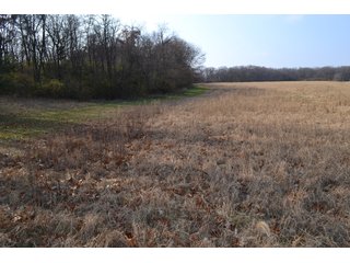 Property photo 14 - 50+/- Acres - Cropland - Hunting/Recreational - Potential Building Site