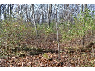 This property features a great mix of productive tillable land along with woods for hunting and recreation.  The woods have many mature oak trees, a grove of pines and some well groomed trails.  There is lots of deer activity on the property as well.  Also consider this beautiful setting for your country home!

<b>School District:</b>  North Newton School Corporation
<b>Elec. Source:</b>  NIPSCO
<b>Possession Date:</b> Upon closing subject to tenant rights for 2018.
<b>Owner:</b> Oak Creek Venture Land Trust dated 9/19/2014 and known as Trust #110-12-14 - 50+/- Acres - Cropland - Hunting/Recreational - Potential Building Site