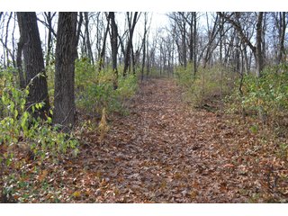 Property photo 2 - 50+/- Acres - Cropland - Hunting/Recreational - Potential Building Site