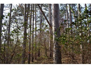 Property photo 4 - 50+/- Acres - Cropland - Hunting/Recreational - Potential Building Site