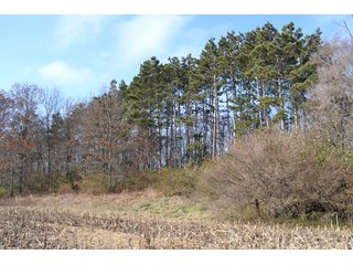 Property photo 5 - 50+/- Acres - Cropland - Hunting/Recreational - Potential Building Site