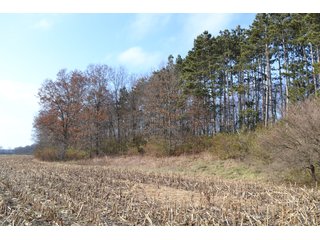 Property photo 6 - 50+/- Acres - Cropland - Hunting/Recreational - Potential Building Site