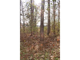 Property photo 7 - 50+/- Acres - Cropland - Hunting/Recreational - Potential Building Site