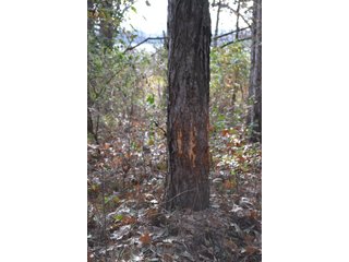 Property photo 8 - 50+/- Acres - Cropland - Hunting/Recreational - Potential Building Site