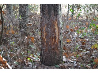 Property photo 9 - 50+/- Acres - Cropland - Hunting/Recreational - Potential Building Site
