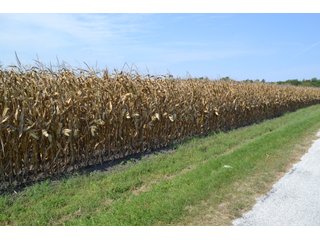 Property photo 12 - 50+/- Acres - Cropland - Hunting/Recreational - Potential Building Site