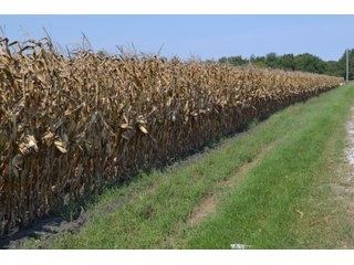 Property photo 10 - 50+/- Acres - Cropland - Hunting/Recreational - Potential Building Site