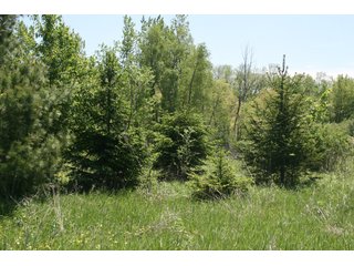 27.3+/- Total Acres.  Whitley County - Smith Township

Some of the property is enrolled in conservation reserve program.  CRP payments are available.

Churubusco High School - Building Sites/Recreation