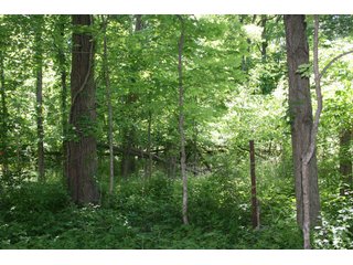 27.3+/- Total Acres.  Whitley County - Smith Township

Some of the property is enrolled in conservation reserve program.  CRP payments are available.

Churubusco High School - Building Sites/Recreation