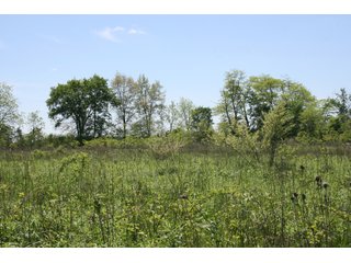 27.3+/- Total Acres.  Whitley County - Smith Township

Some of the property is enrolled in conservation reserve program.  CRP payments are available.

Churubusco High School - Building Sites/Recreation