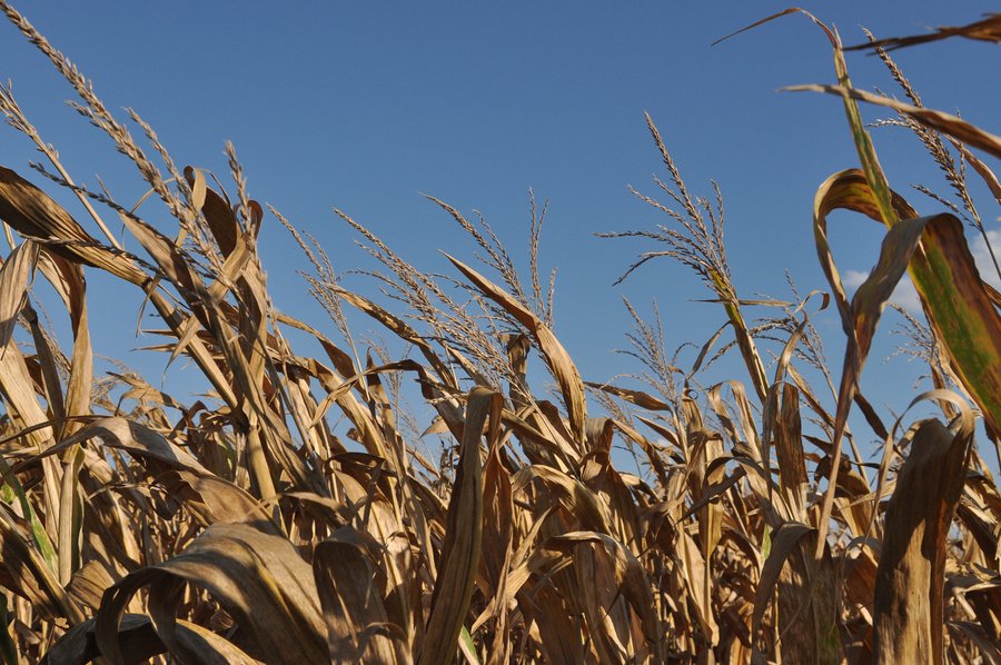 For sale: 40 Acres All Tillable Prime Farmland - Clinton County, IN - Less than 3 miles east of Frankfort, Indiana