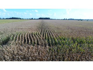 40 Acres all tillable prime farmland.  This is a very nice, high quality farm.  Small tree line in southern boundary line. - 40 Acres All Tillable Prime Farmland - Clinton County, IN