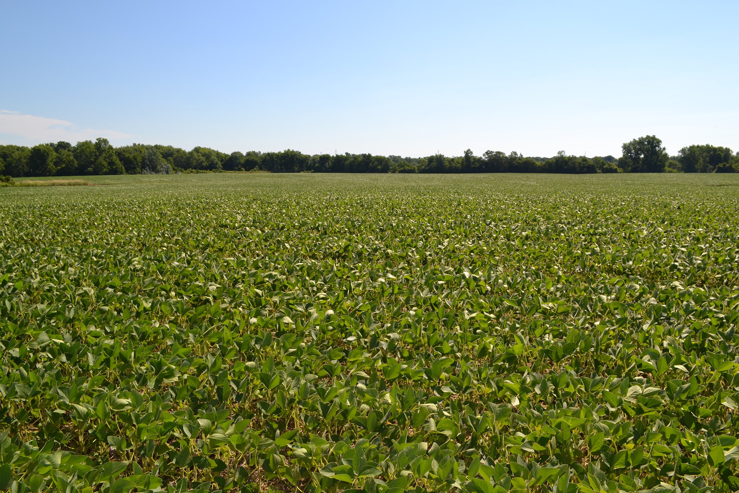 Property photo 6 - REAL ESTATE AUCTION - 82.62+/- ACRES IN 1 TRACT IN LAKE COUNTY, INDIANA