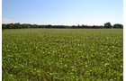 Property photo 6 - REAL ESTATE AUCTION - 82.62+/- ACRES IN 1 TRACT IN LAKE COUNTY, INDIANA