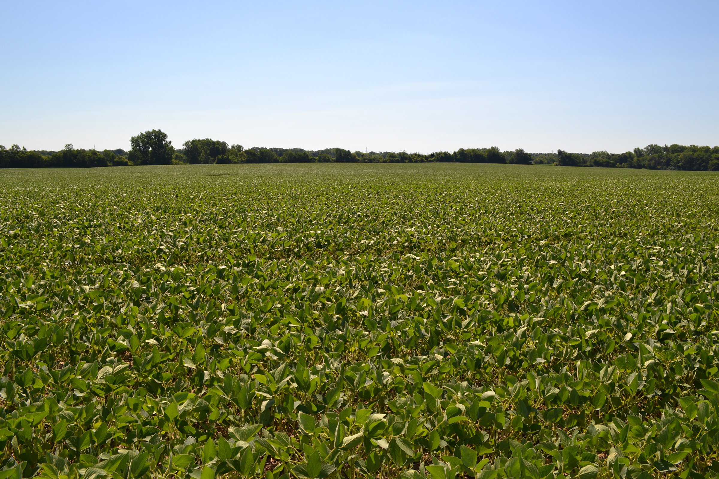 Property photo 14 - REAL ESTATE AUCTION - 82.62+/- ACRES IN 1 TRACT IN LAKE COUNTY, INDIANA