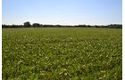 Property photo 14 - REAL ESTATE AUCTION - 82.62+/- ACRES IN 1 TRACT IN LAKE COUNTY, INDIANA