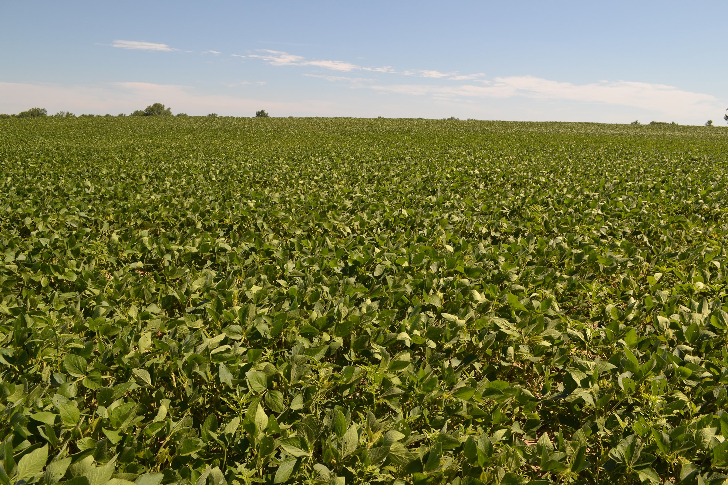 Property photo 9 - REAL ESTATE AUCTION - 82.62+/- ACRES IN 1 TRACT IN LAKE COUNTY, INDIANA