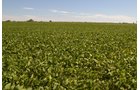 Property photo 9 - REAL ESTATE AUCTION - 82.62+/- ACRES IN 1 TRACT IN LAKE COUNTY, INDIANA