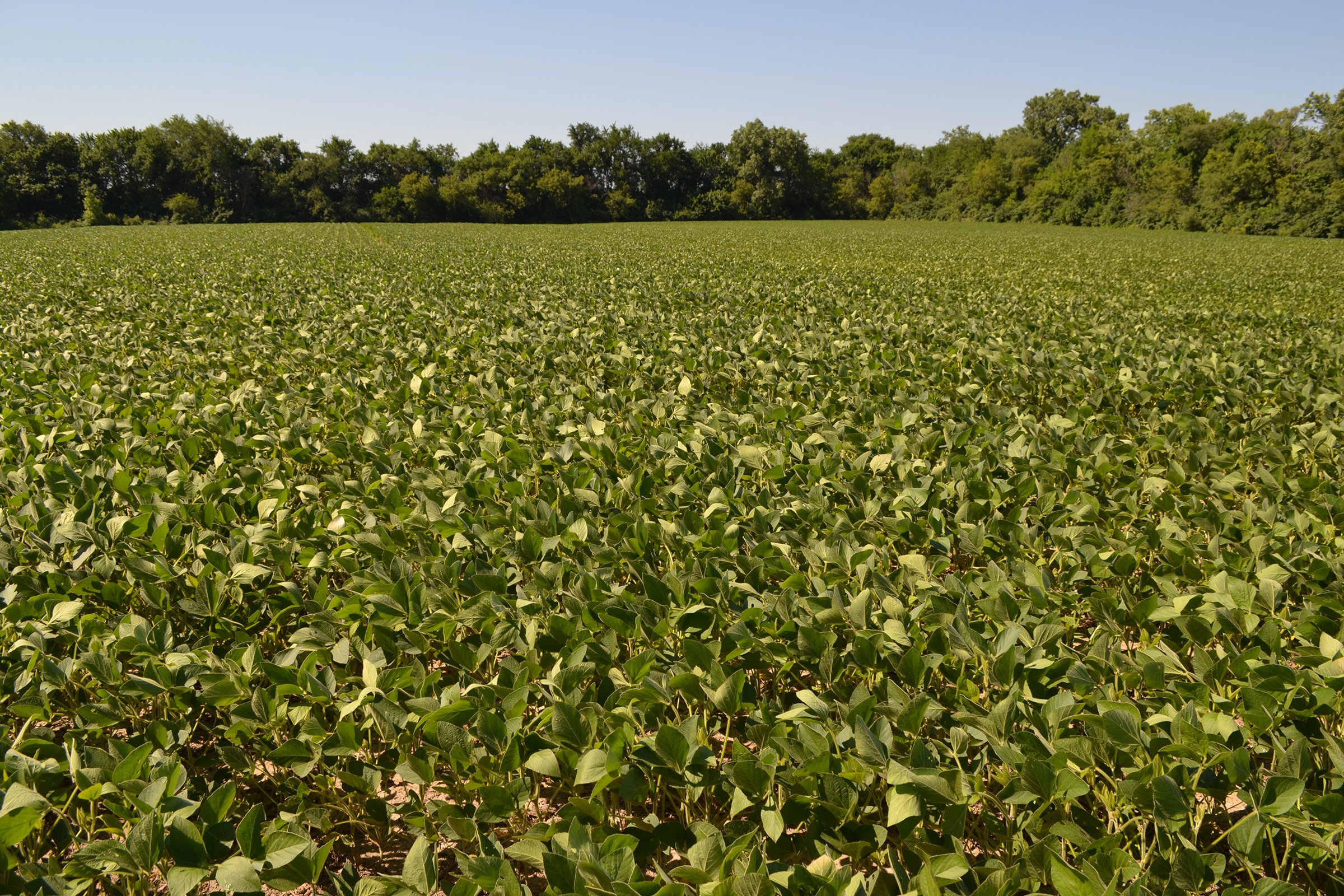 Property photo 11 - REAL ESTATE AUCTION - 82.62+/- ACRES IN 1 TRACT IN LAKE COUNTY, INDIANA