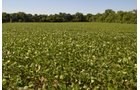 Property photo 11 - REAL ESTATE AUCTION - 82.62+/- ACRES IN 1 TRACT IN LAKE COUNTY, INDIANA