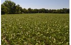 Property photo 3 - REAL ESTATE AUCTION - 82.62+/- ACRES IN 1 TRACT IN LAKE COUNTY, INDIANA