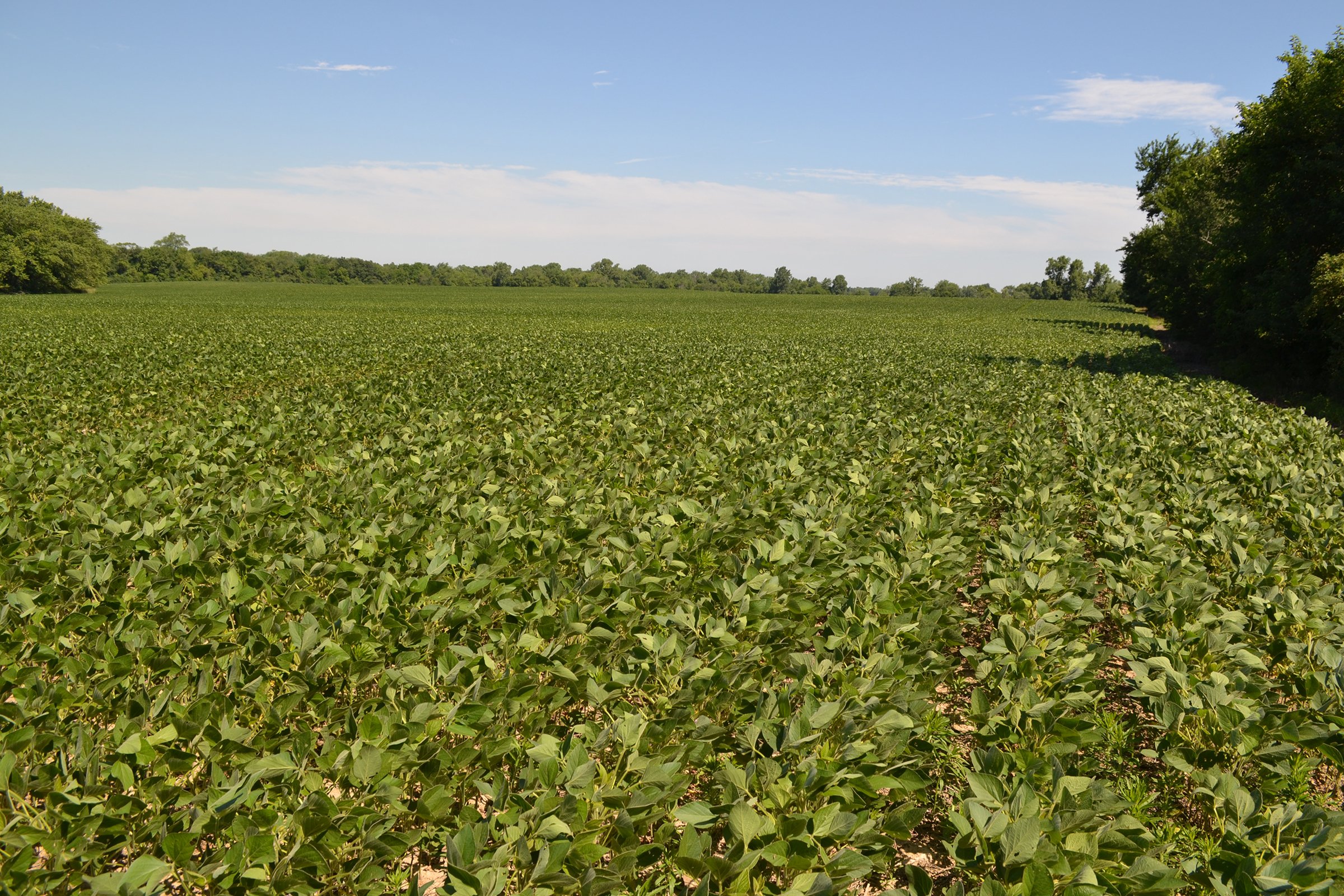 Property photo 12 - REAL ESTATE AUCTION - 82.62+/- ACRES IN 1 TRACT IN LAKE COUNTY, INDIANA