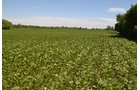 Property photo 12 - REAL ESTATE AUCTION - 82.62+/- ACRES IN 1 TRACT IN LAKE COUNTY, INDIANA