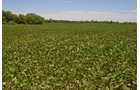 Property photo 2 - REAL ESTATE AUCTION - 82.62+/- ACRES IN 1 TRACT IN LAKE COUNTY, INDIANA