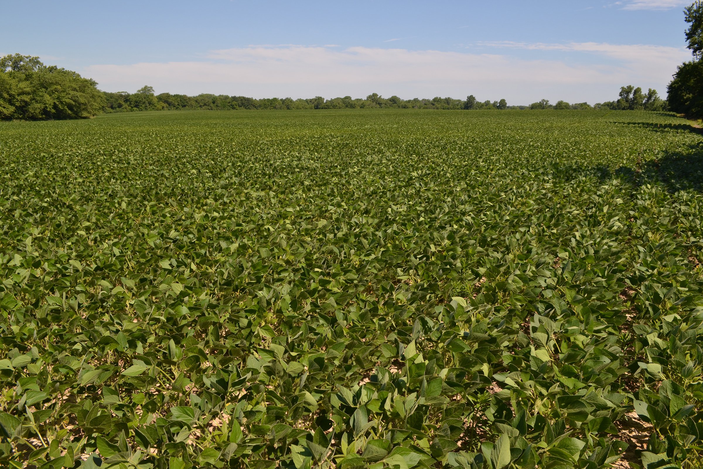 Property photo 7 - REAL ESTATE AUCTION - 82.62+/- ACRES IN 1 TRACT IN LAKE COUNTY, INDIANA