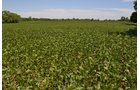 Property photo 7 - REAL ESTATE AUCTION - 82.62+/- ACRES IN 1 TRACT IN LAKE COUNTY, INDIANA