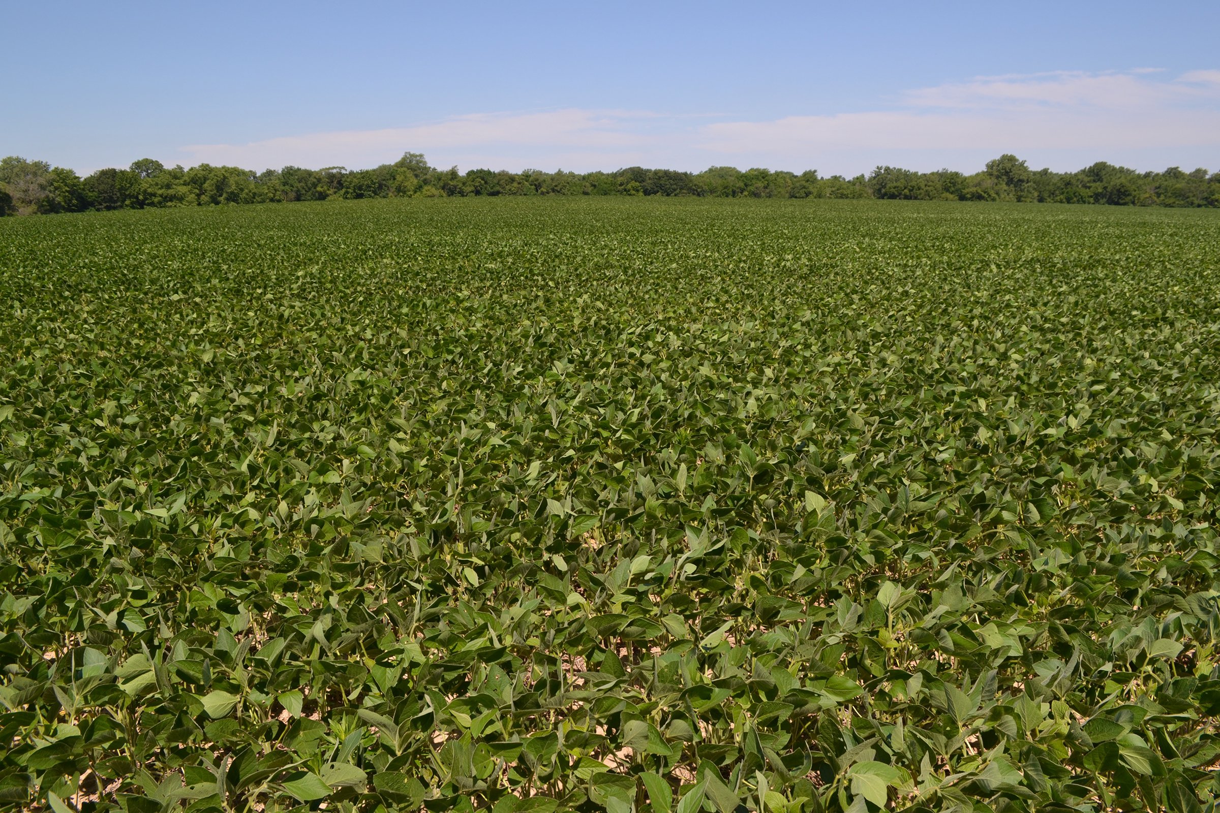 Property photo 13 - REAL ESTATE AUCTION - 82.62+/- ACRES IN 1 TRACT IN LAKE COUNTY, INDIANA
