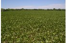 Property photo 13 - REAL ESTATE AUCTION - 82.62+/- ACRES IN 1 TRACT IN LAKE COUNTY, INDIANA