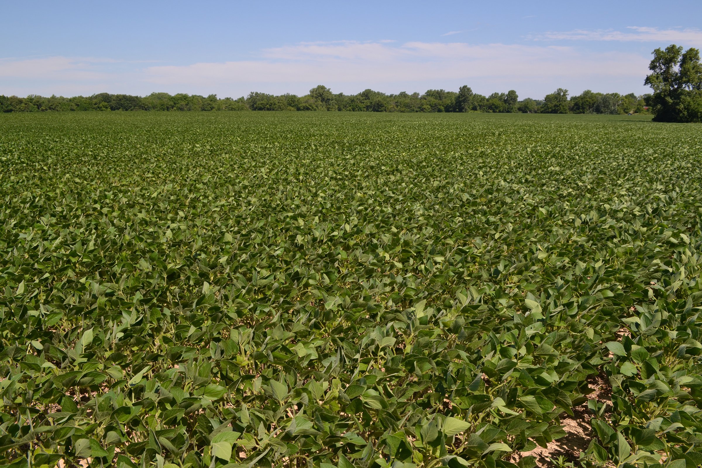 Property photo 8 - REAL ESTATE AUCTION - 82.62+/- ACRES IN 1 TRACT IN LAKE COUNTY, INDIANA