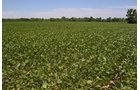 Property photo 8 - REAL ESTATE AUCTION - 82.62+/- ACRES IN 1 TRACT IN LAKE COUNTY, INDIANA