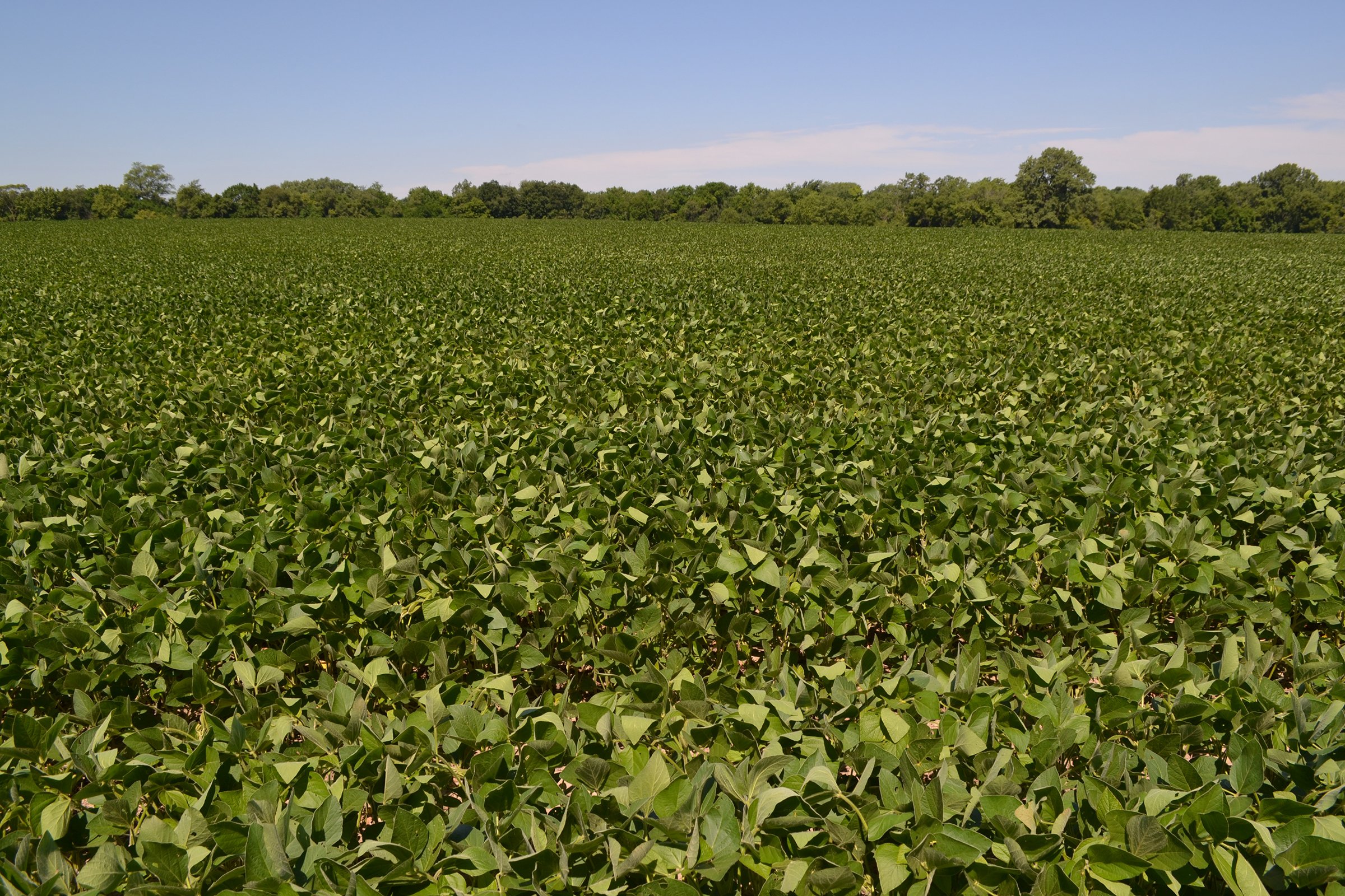 Property photo 16 - REAL ESTATE AUCTION - 82.62+/- ACRES IN 1 TRACT IN LAKE COUNTY, INDIANA